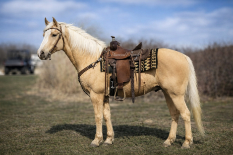 HorseID: 2310908 Twinkie - PhotoID: 1095638