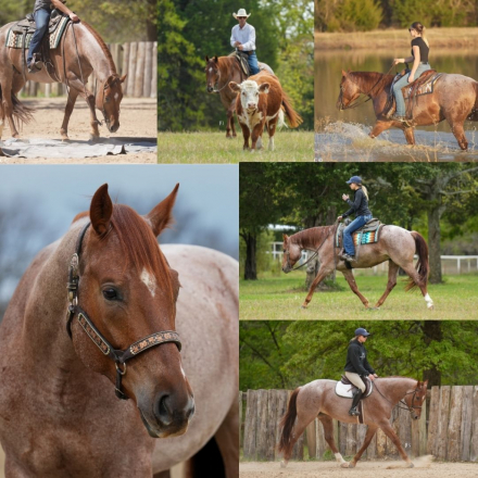 HorseID: 2310910 MPD WYO Frost - PhotoID: 1095639