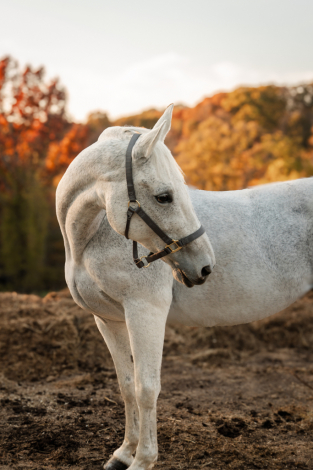 HorseID: 2310911 Arymez - PhotoID: 1095725