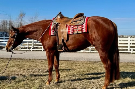 HorseID: 2310912 The Proper - PhotoID: 1095640