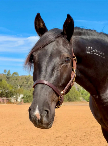 HorseID: 2310914 Raylan Givens - PhotoID: 1095641