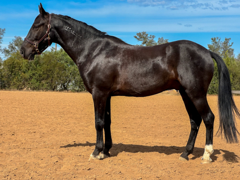 HorseID: 2310914 Raylan Givens - PhotoID: 1095642