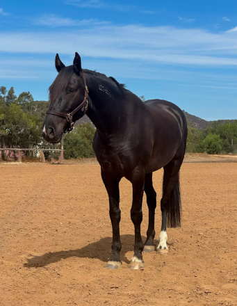 HorseID: 2310914 Raylan Givens - PhotoID: 1095643