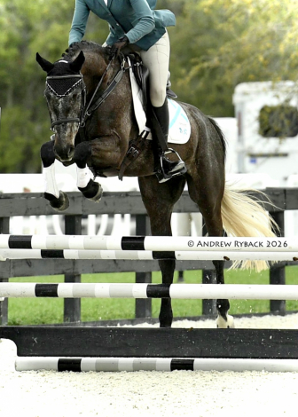 HorseID: 2310915 MSF Carry Me Away - PhotoID: 1095650