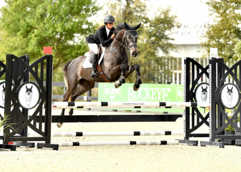 HorseID: 2310915 MSF Carry Me Away - PhotoID: 1095651