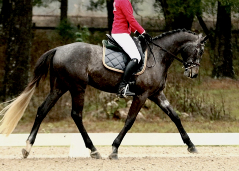 HorseID: 2310915 MSF Carry Me Away - PhotoID: 1095652