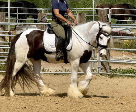 HorseID: 2310916 TMR Milkman’s Meyer - PhotoID: 1095645