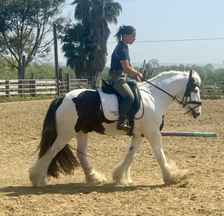 HorseID: 2310916 TMR Milkman’s Meyer - PhotoID: 1095646