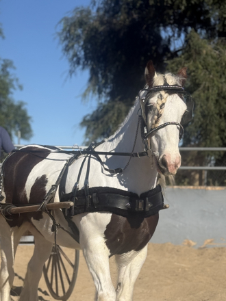 HorseID: 2310916 TMR Milkman’s Meyer - PhotoID: 1095647