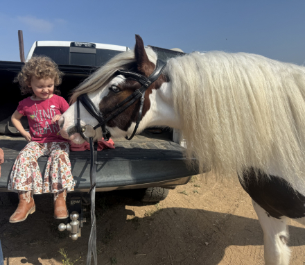 HorseID: 2310916 TMR Milkman’s Meyer - PhotoID: 1095648