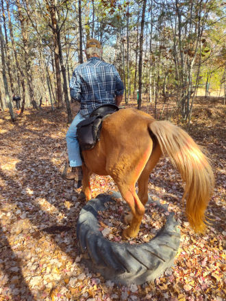 HorseID: 2310918 Jewel - PhotoID: 1095655