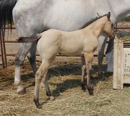 HorseID: 2310919 A Notch of Faith - PhotoID: 1096903