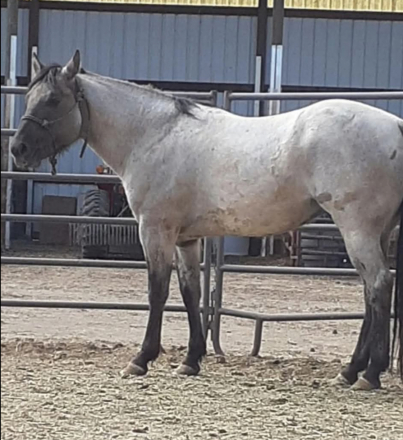 HorseID: 2310919 A Notch of Faith - PhotoID: 1096905