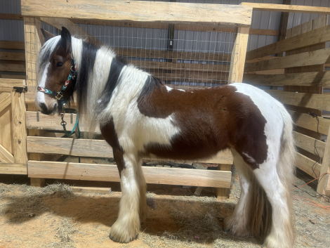 HorseID: 2310920 Merrylegs of Summer - PhotoID: 1095657