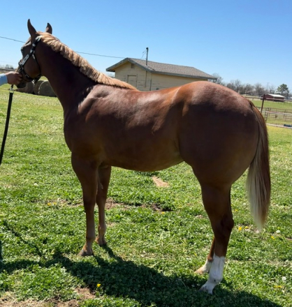 HorseID: 2310921 Kiss Me Western - PhotoID: 1096411