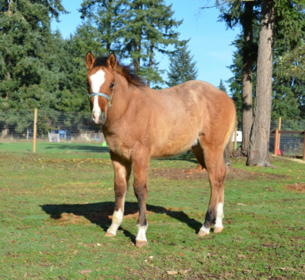 HorseID: 2310926 KT Heza Finn Dude - PhotoID: 1095658