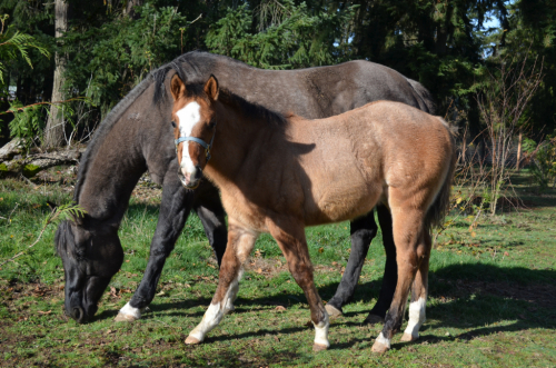 HorseID: 2310926 KT Heza Finn Dude - PhotoID: 1095659