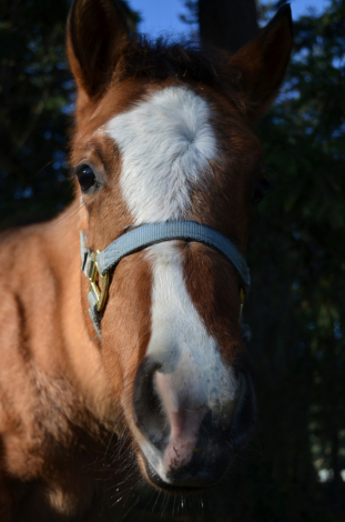 HorseID: 2310926 KT Heza Finn Dude - PhotoID: 1095660