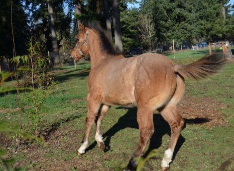 HorseID: 2310926 KT Heza Finn Dude - PhotoID: 1095661