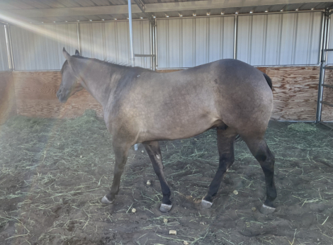 HorseID: 2310927 Holidoc Style - PhotoID: 1095679