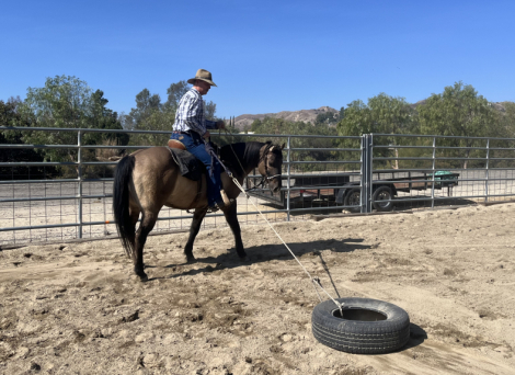HorseID: 2310927 Holidoc Style - PhotoID: 1096104