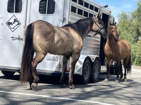 HorseID: 2310927 Holidoc Style - PhotoID: 1096105