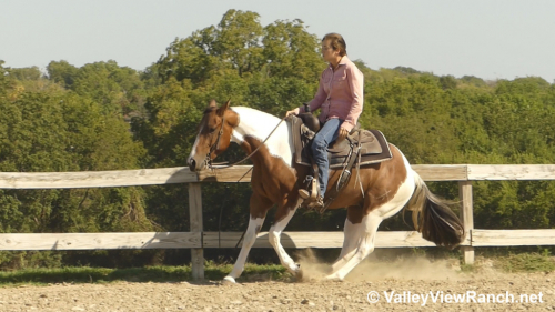 HorseID: 2310928 Boondoc Rich - PhotoID: 1095662