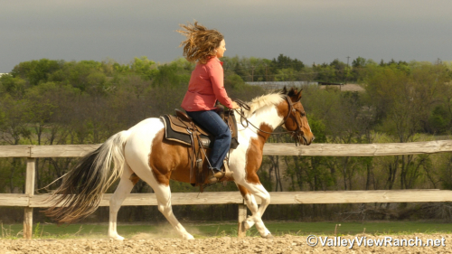 HorseID: 2310928 Boondoc Rich - PhotoID: 1095664