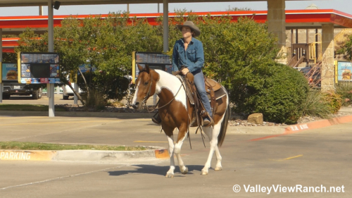 HorseID: 2310928 Boondoc Rich - PhotoID: 1095665