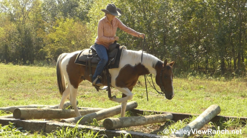 HorseID: 2310928 Boondoc Rich - PhotoID: 1095666