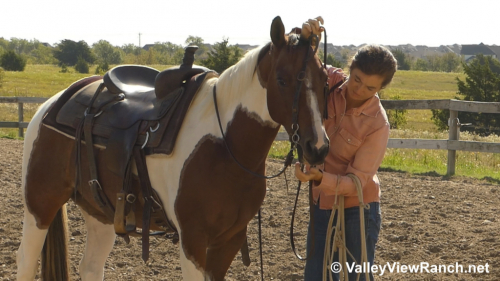 HorseID: 2310928 Boondoc Rich - PhotoID: 1095667