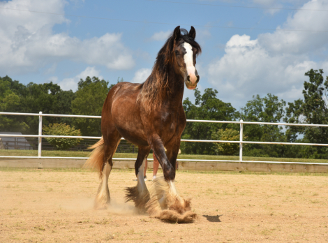 HorseID: 2310930 TMR Sweeten the Pot - PhotoID: 1095672