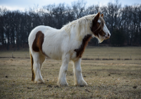 HorseID: 2310931 TMR The Milkybar Kid - PhotoID: 1095674