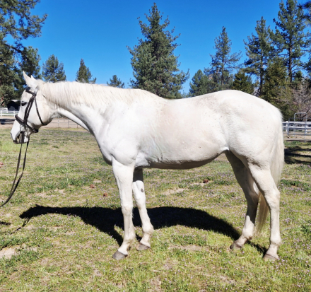 HorseID: 2310932 Silver Ovation - PhotoID: 1095675