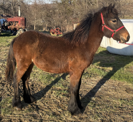 HorseID: 2310934 Drycreek Randall - FP74237C - PhotoID: 1095676