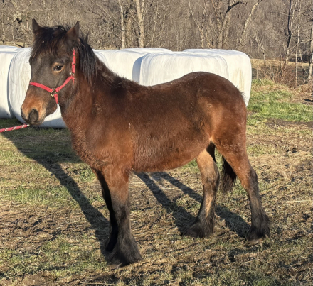 HorseID: 2310934 Drycreek Randall - FP74237C - PhotoID: 1095677