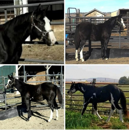 HorseID: 2310935 Maximized Pleasure - PhotoID: 1095682