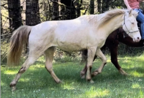 HorseID: 2310936 Black Hills Proud Pearl - PhotoID: 1095683