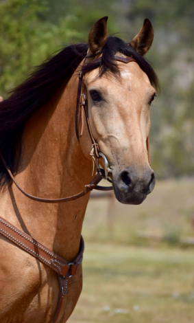 HorseID: 2310938 Sky - PhotoID: 1095866