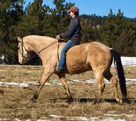HorseID: 2310938 Sky - PhotoID: 1095868