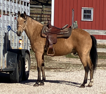HorseID: 2310938 Sky - PhotoID: 1095869