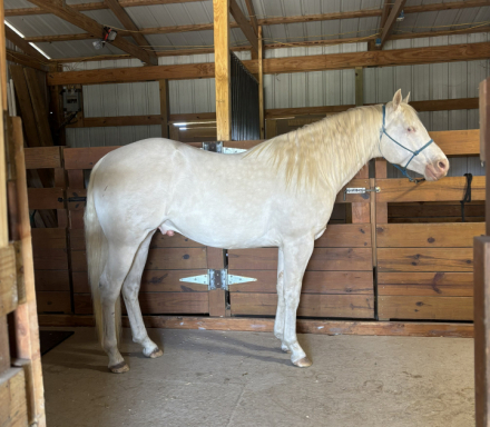 HorseID: 2310940 Shining Winter - PhotoID: 1095704