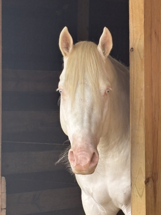 HorseID: 2310940 Shining Winter - PhotoID: 1095705