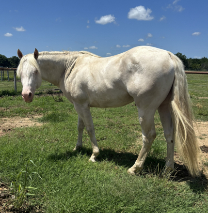 HorseID: 2310940 Shining Winter - PhotoID: 1095706