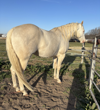 HorseID: 2310940 Shining Winter - PhotoID: 1095720