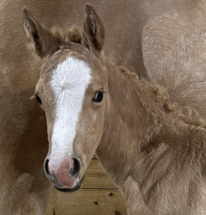 HorseID: 2310940 Shining Winter - PhotoID: 1095721