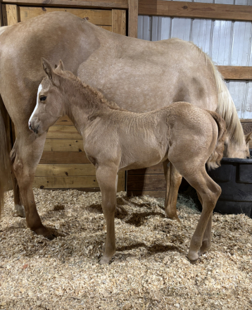 HorseID: 2310940 Shining Winter - PhotoID: 1095722