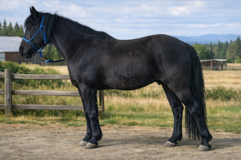 HorseID: 2310942 BCA Black Mountain - PhotoID: 1095684