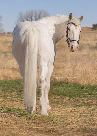 HorseID: 2310943 RTD's SweeterThanWild - PhotoID: 1095717