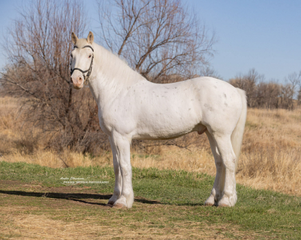 HorseID: 2310943 RTD's SweeterThanWild - PhotoID: 1095718